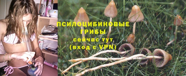 ГАЛЛЮЦИНОГЕННЫЕ ГРИБЫ Аркадак